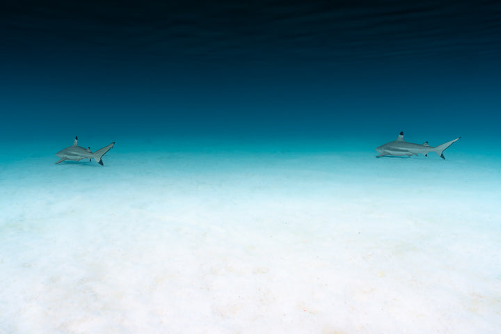 dos shark