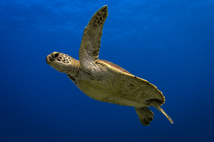 Ningaloo Turtle