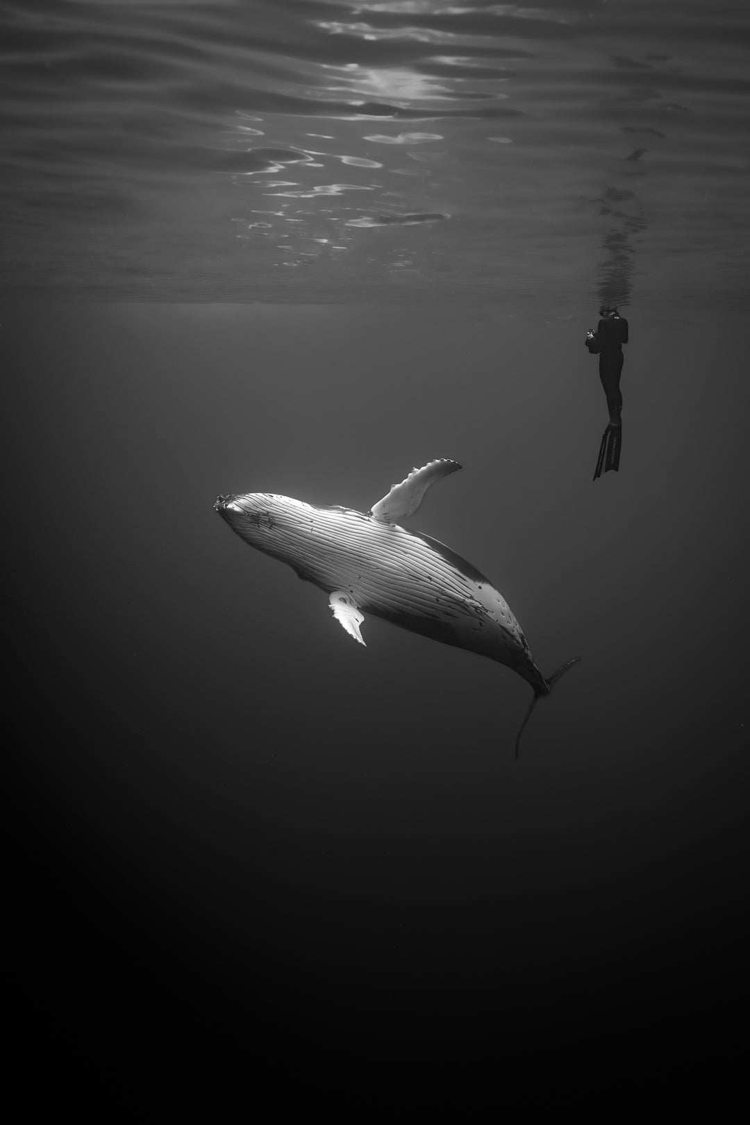 humpback whale 8