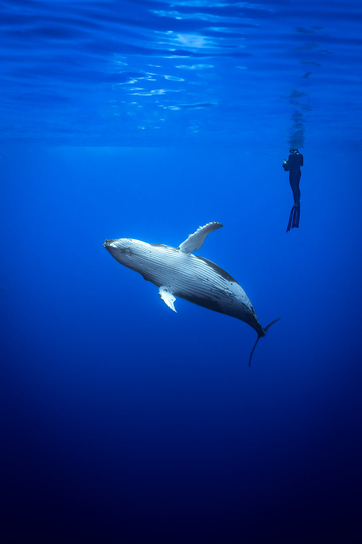 humpback whale 2